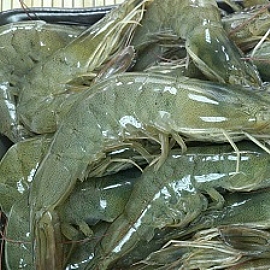 南澳無毒白蝦開箱文 選蝦五大點完整達標